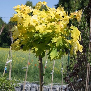 Klevas paprastasis 'Golden Globe' C20, Pa