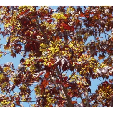Klevas paprastasis 'Royal Red' C15