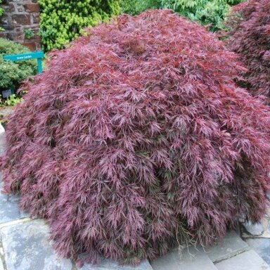 Klevas plaštakinis 'DISSECTUM GARNET' C5