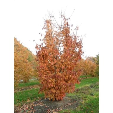 Klevas purpurinis 'Shune-nishiki' C45