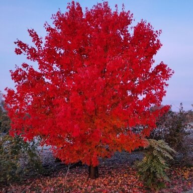 Klevas raudonasis 'Fairview Flame' C3