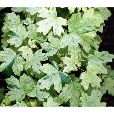 Klevas trakinis 'Pulverulentum' C45, Pa
