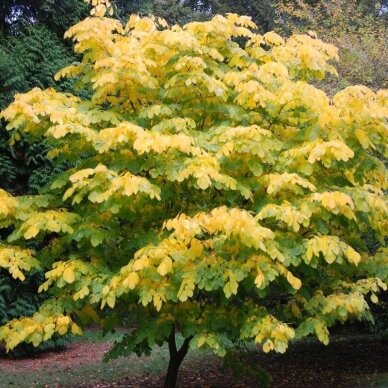 Kladrastis kentukea C6 2