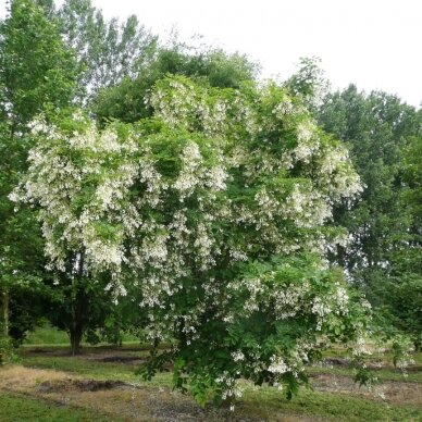 Kladrastis kentukea C6