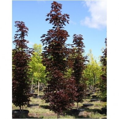 Klevas paprastasis 'Crimson Sentry' C12, Pa Klevas paprastasis 'Crimson Sentry' C12, Pa