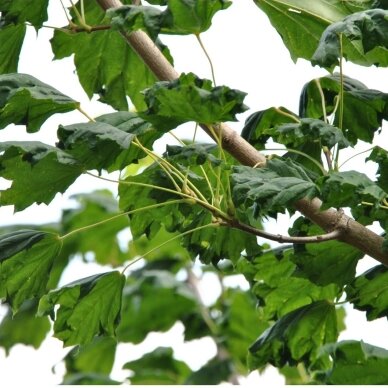 Klevas paprastasis 'Cucullatum' C30, Pa 1 Klevas paprastasis 'Cucullatum' C30, Pa 1