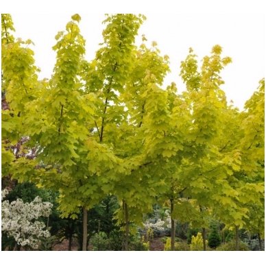 Norway maple 'Princeton Gold' C15 2 Norway maple 'Princeton Gold' C15 2