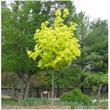 Norway maple 'Princeton Gold' C15 Norway maple 'Princeton Gold' C15