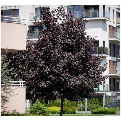 Norway maple 'Royal Red' C15 1