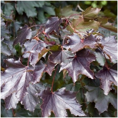 Norway maple 'Royal Red' C15 2 Norway maple 'Royal Red' C15 2