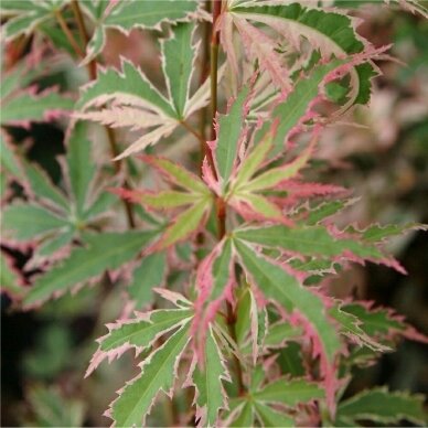 Japanese Maple 'Butterfly', C5 2