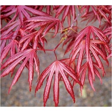 Klevas plaštakinis 'Trompenburg' C5 1 Klevas plaštakinis 'Trompenburg' C5 1