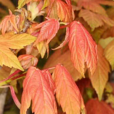 Sycamore maple 'Leat's Cottage' C15, Pa 1