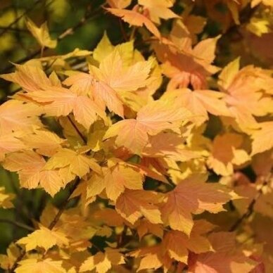 Sycamore maple 'Leat's Cottage' C15, Pa