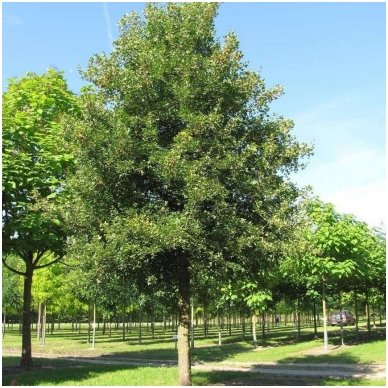 Montpellier maple C20 1