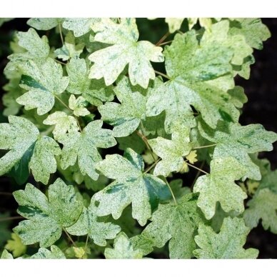 Klevas trakinis 'Pulverulentum' C45, Pa Klevas trakinis 'Pulverulentum' C45, Pa