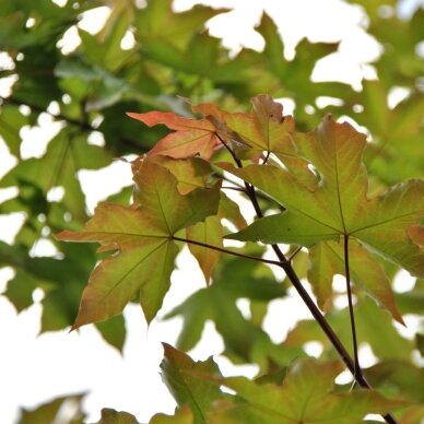 Maple Zoeschen 'Annae' C30 1 Maple Zoeschen 'Annae' C30 1