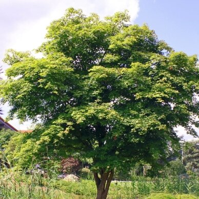 Maple Zoeschen 'Annae' C30 2 Maple Zoeschen 'Annae' C30 2