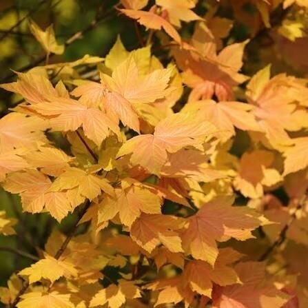 Sycamore maple 'Leat's Cottage' C15, Pa Sycamore maple 'Leat's Cottage' C15, Pa