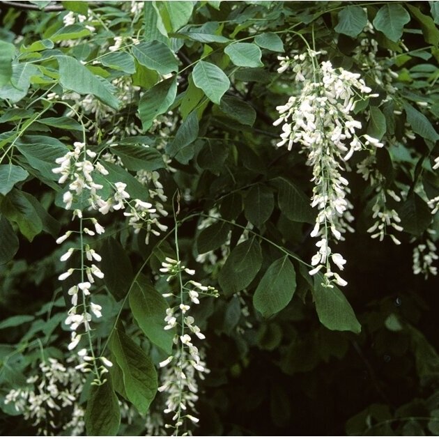 Kladrastis kentukea C6 1 Kladrastis kentukea C6 1