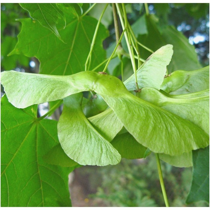 Klevas paprastasis C3-4-5 2 Klevas paprastasis C3-4-5 2