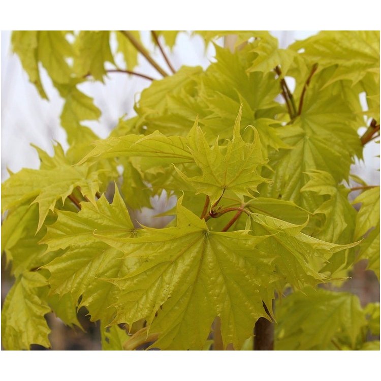 Norway maple 'Princeton Gold' C15 1