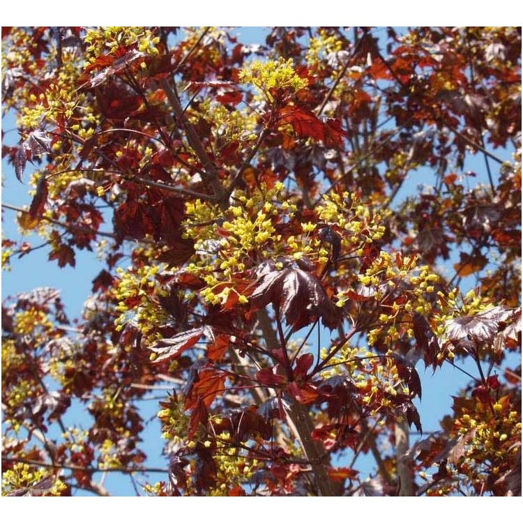 Norway maple 'Royal Red' C15 Norway maple 'Royal Red' C15