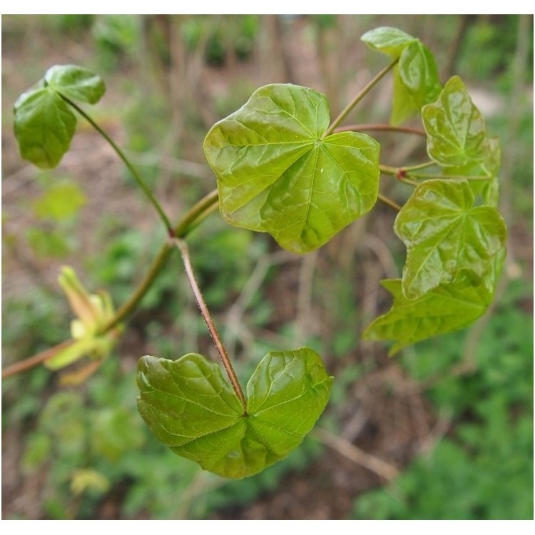 Klevas paprastasis 'Tharandt' C12 Klevas paprastasis 'Tharandt' C12
