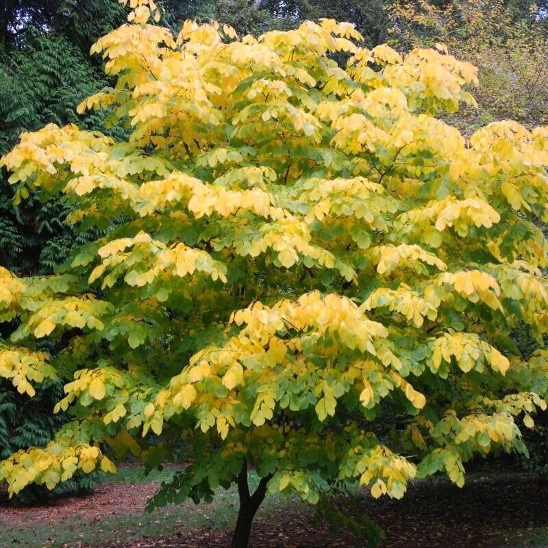 Kladrastis kentukea C6 2