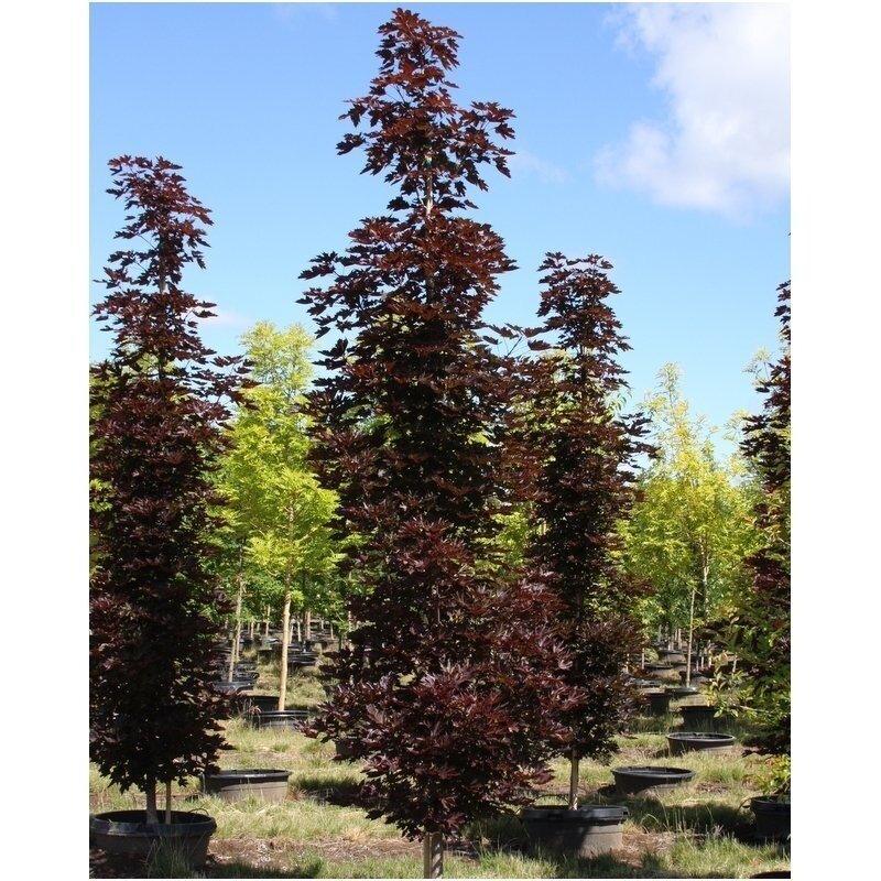 Klevas paprastasis 'Crimson Sentry' C12, Pa Klevas paprastasis 'Crimson Sentry' C12, Pa