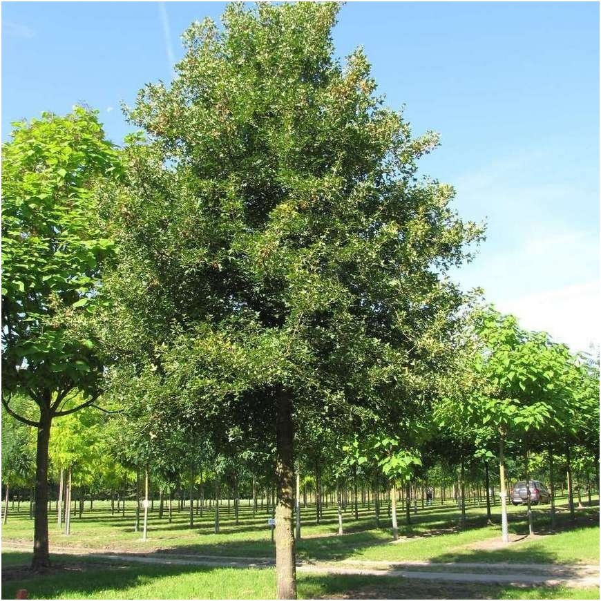 Montpellier maple C20 1