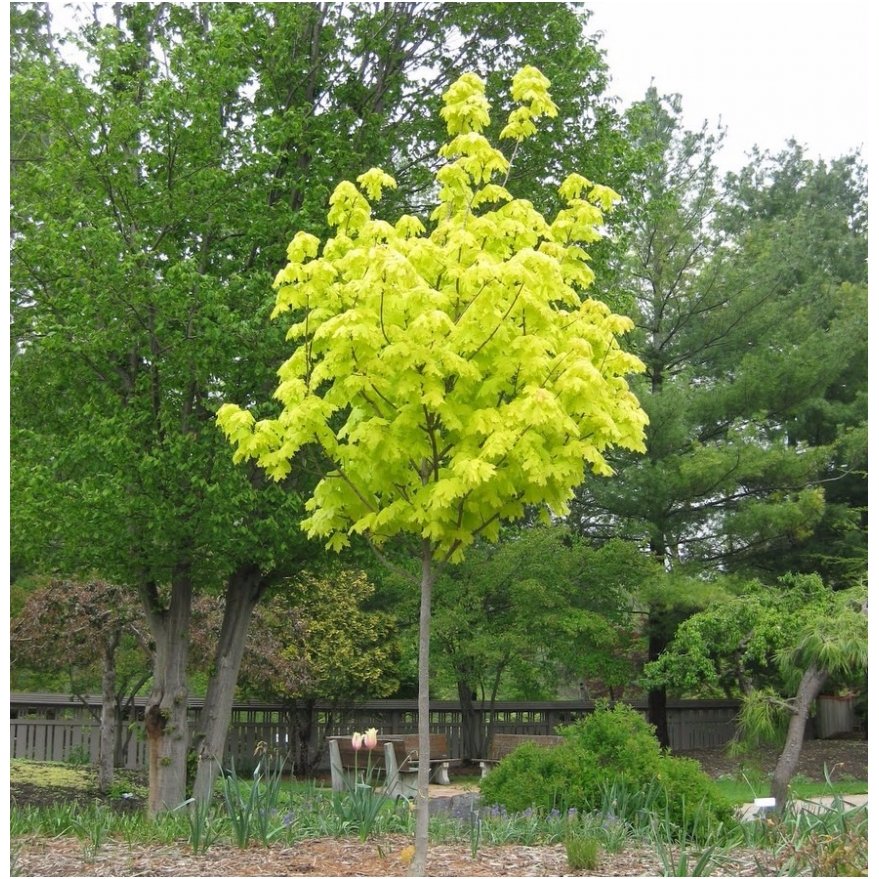 Norway maple 'Princeton Gold' C15