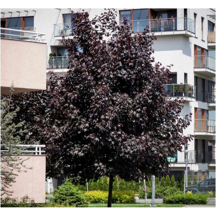 Norway maple 'Royal Red' C15 1 Norway maple 'Royal Red' C15 1
