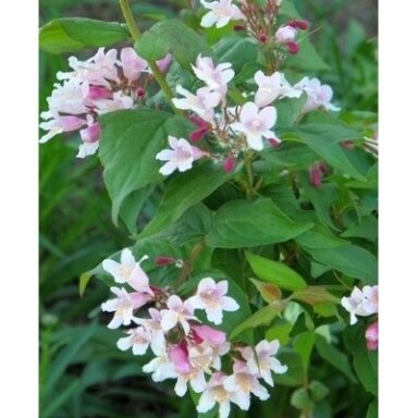 Beautybush 'Pink Cloud' C2