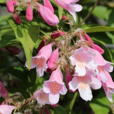Kolkvicija puošnioji 'Rosea' C2 Kolkvicija puošnioji 'Rosea' C2