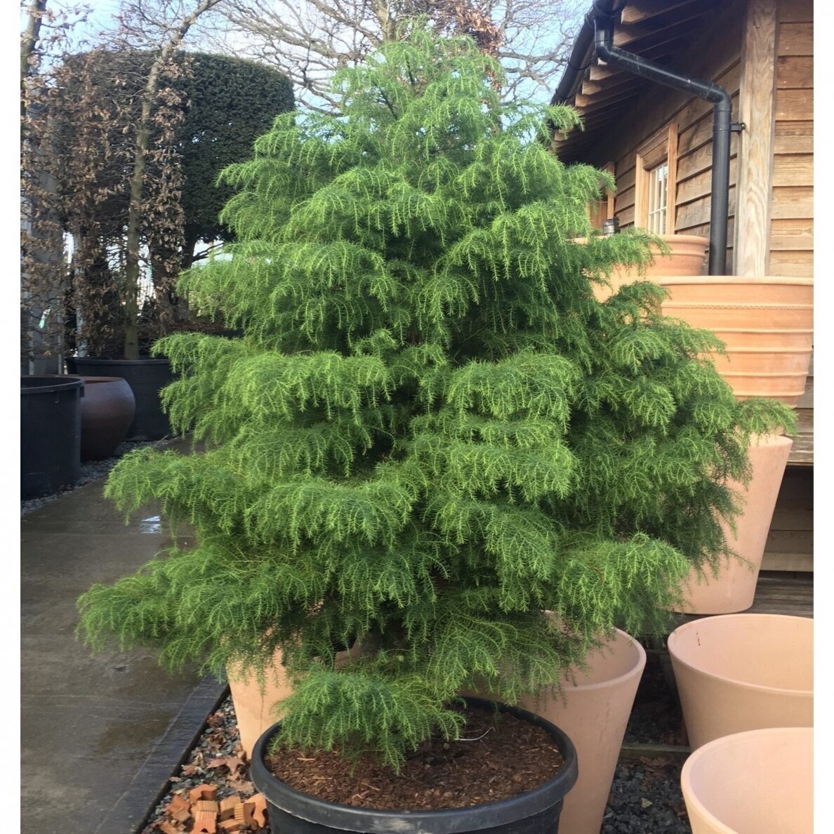 Kriptomerija japoninė 'ELEGANS VIRIDIS' C1-2 Kriptomerija japoninė 'ELEGANS VIRIDIS' C1-2