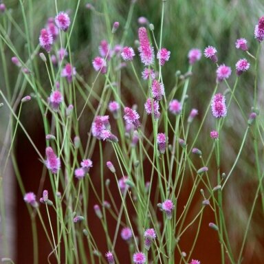 Kraujalakė 'PINK TANNA' C2