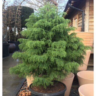 Kriptomerija japoninė 'ELEGANS VIRIDIS' C1-2
