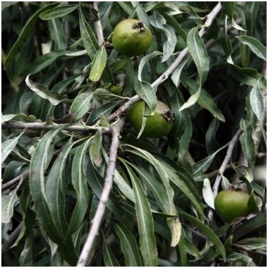 Willow leaf pear 'Pendula' C60 1 Willow leaf pear 'Pendula' C60 1