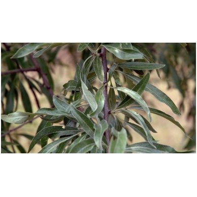 Willow leaf pear 'Pendula' C60 3