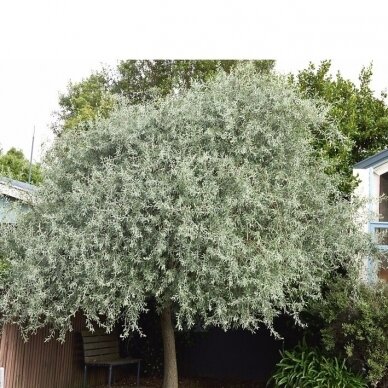 Willow leaf pear 'Pendula' C60 4