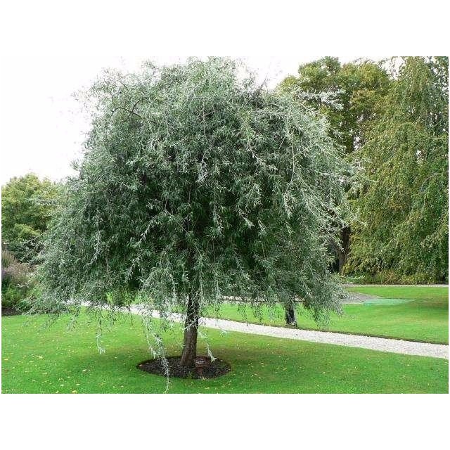 Willow leaf pear 'Pendula' C60