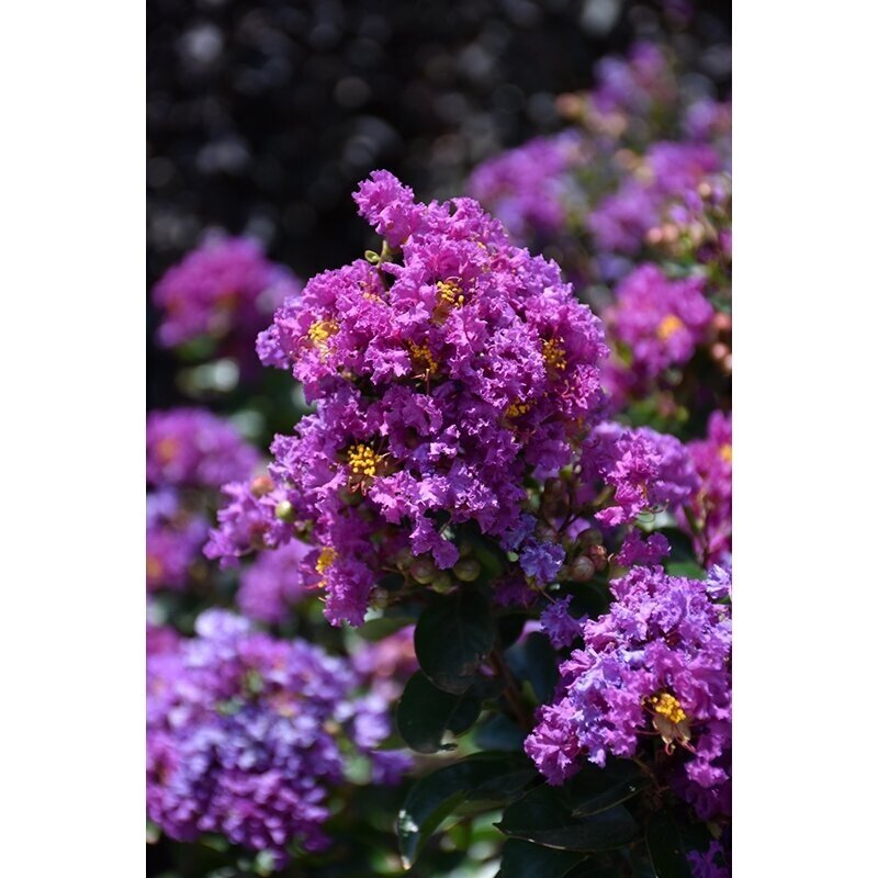 Crepe myrtle ,Purple magic' C5 1