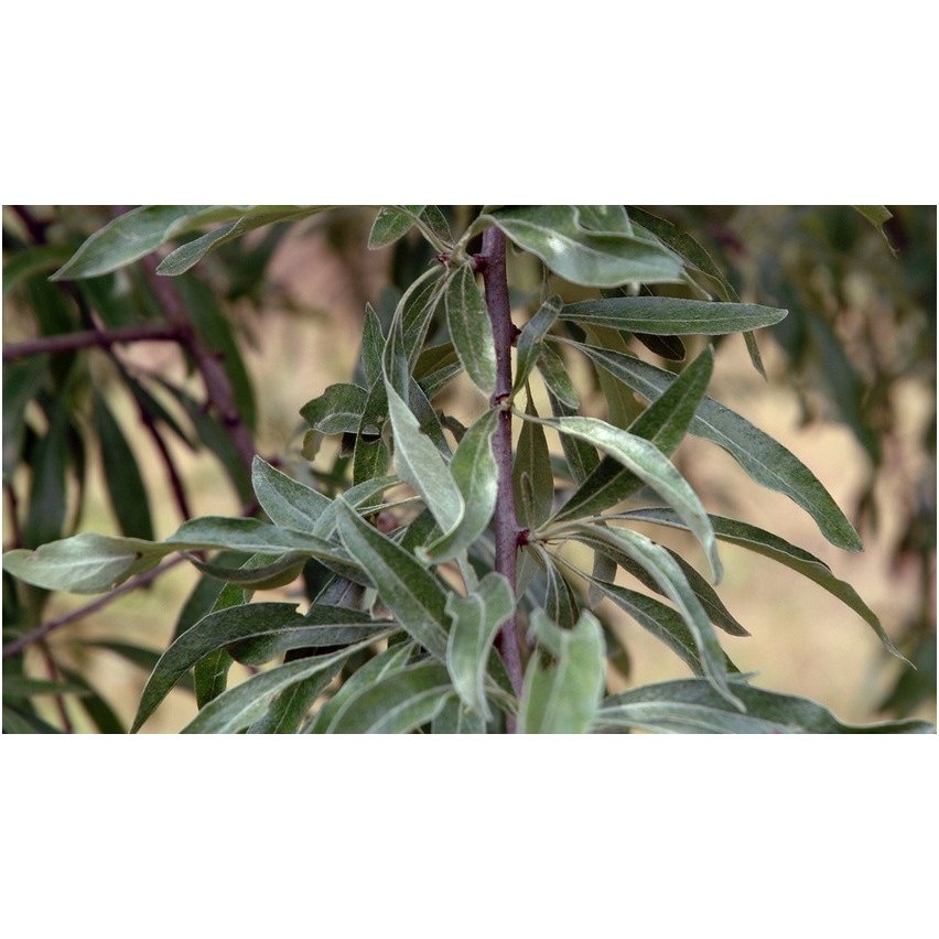 Willow leaf pear 'Pendula' C60 3 Willow leaf pear 'Pendula' C60 3