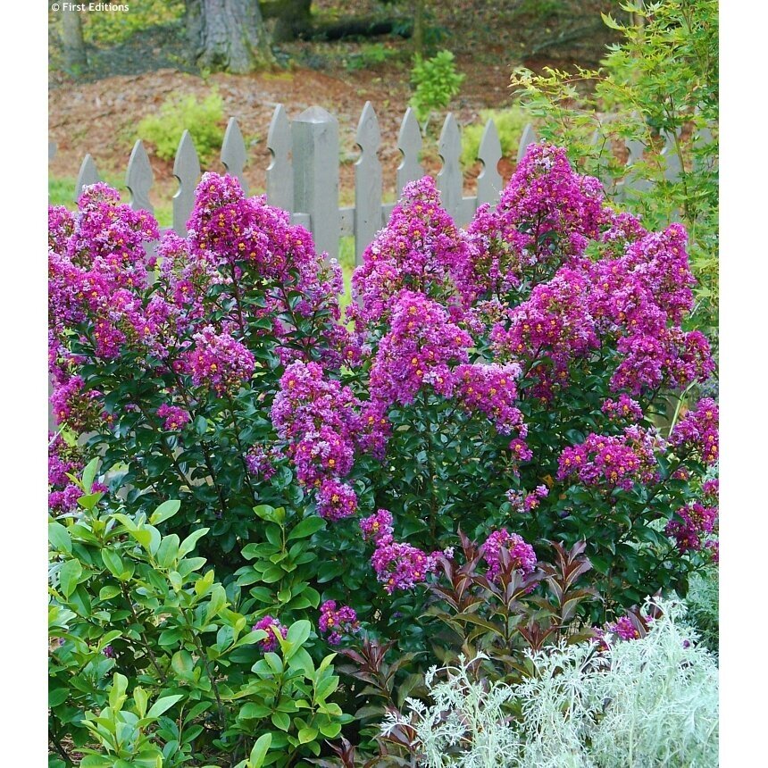 Crepe myrtle ,Purple magic' C5