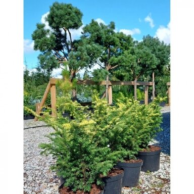 Kukmedis europinis 'Elegantissima' C45