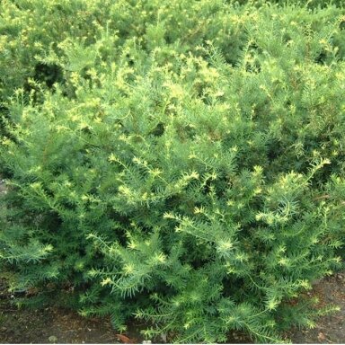 Kukmedis tarpinis 'Farmen', C5