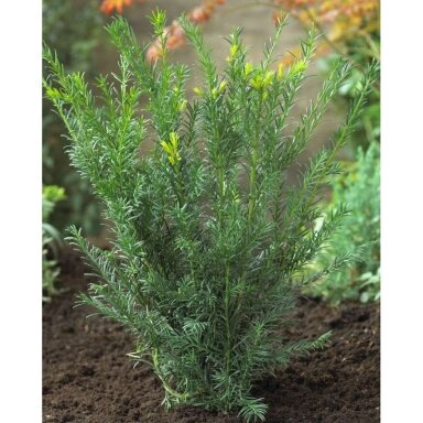 Kukmedis tarpinis 'Groenland' C5