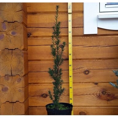 Kukmedis tarpinis 'Hicksii' C5