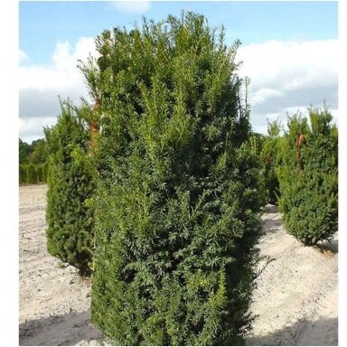 Kukmedis tarpinis 'Hillii' C2